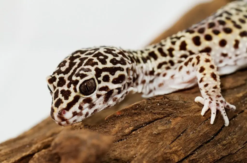 Leopardgeckos Ernährung