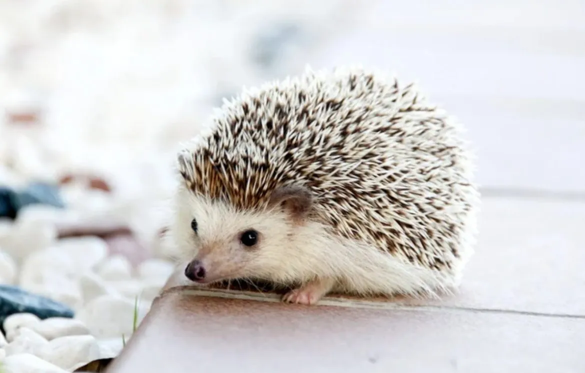 Weißbauchigel, Igelrassen