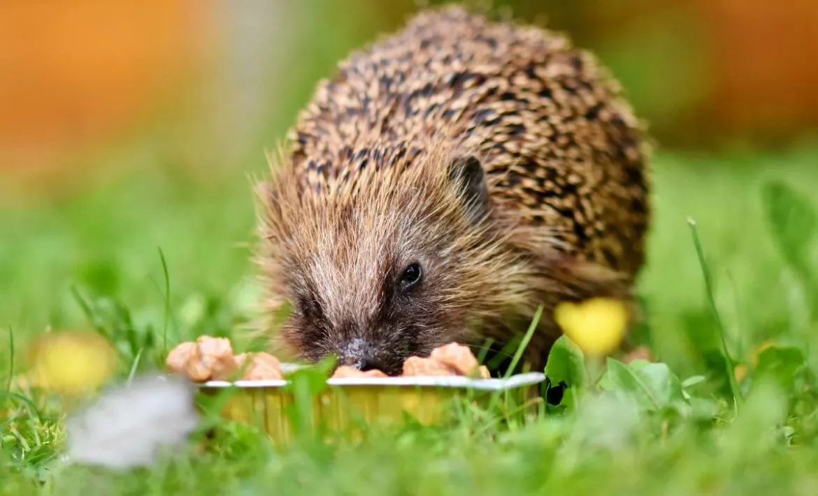 Bildschirmfoto 2025-03-02 um 13.33.23 Igelkrankheiten