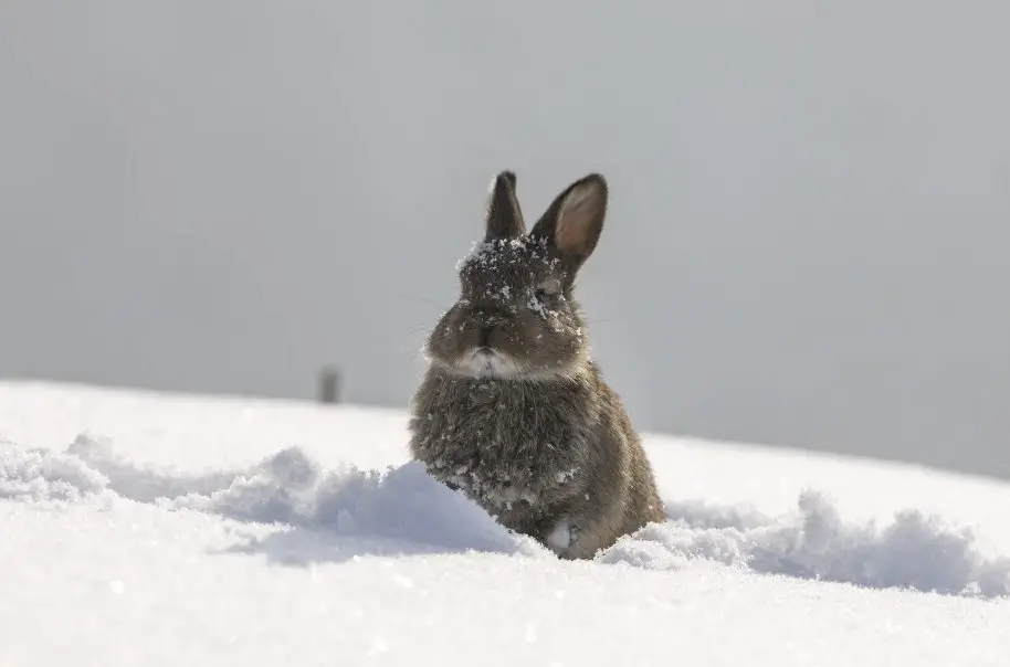 Winter