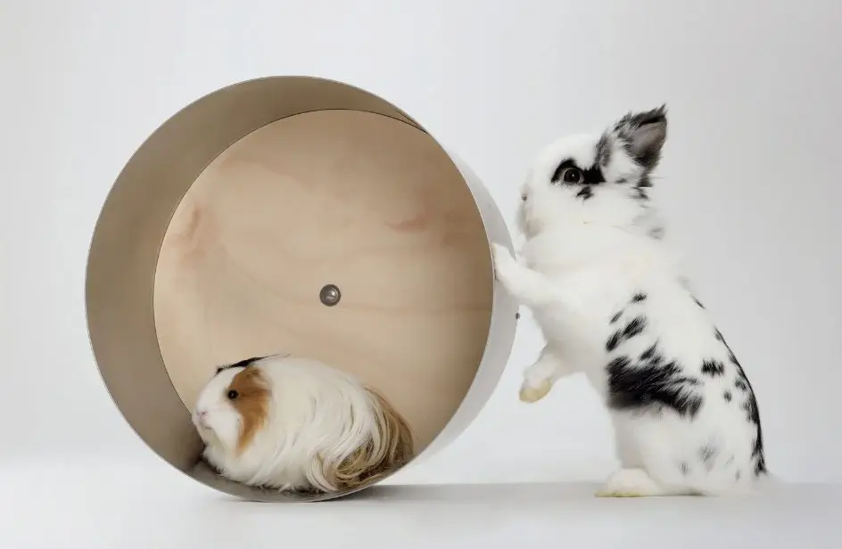 Kaninchen und Meerschweinchen gemeinsam