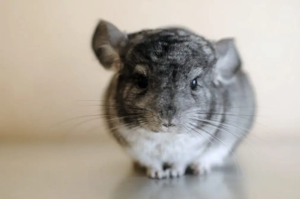 Chinchilla