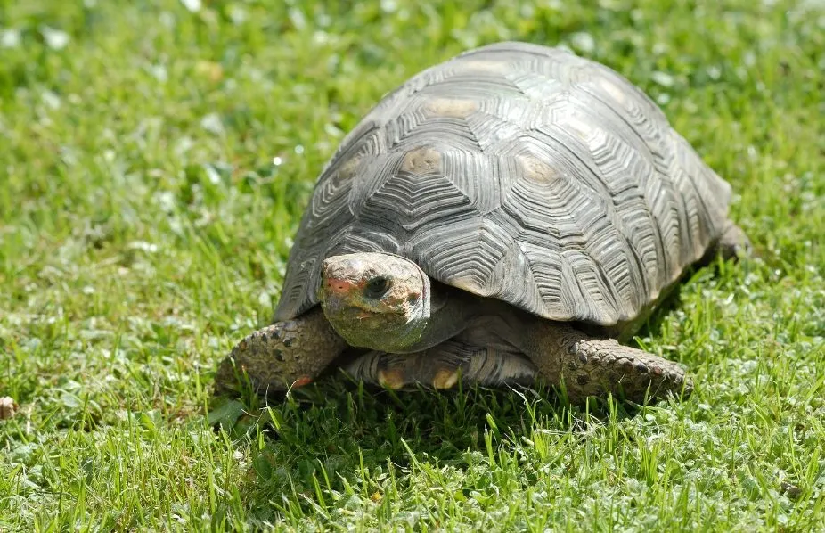 Landschildkröte im Garten halten 10 wichtige Tipps